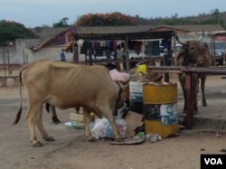 Ezinye inkomo sezidinga ukudla edolobheni leGwanda eMatabeleland South