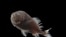 The common fangtooth (Anoplogaster cornuta), among the deep-sea fish found to have an arrangement of pigment-packed granules that enables them to absorb nearly all light that hits their skin, is seen in this image released in Washington, July 16, 2020.