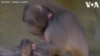 Opération cardiaque pour trois singes du zoo de New York