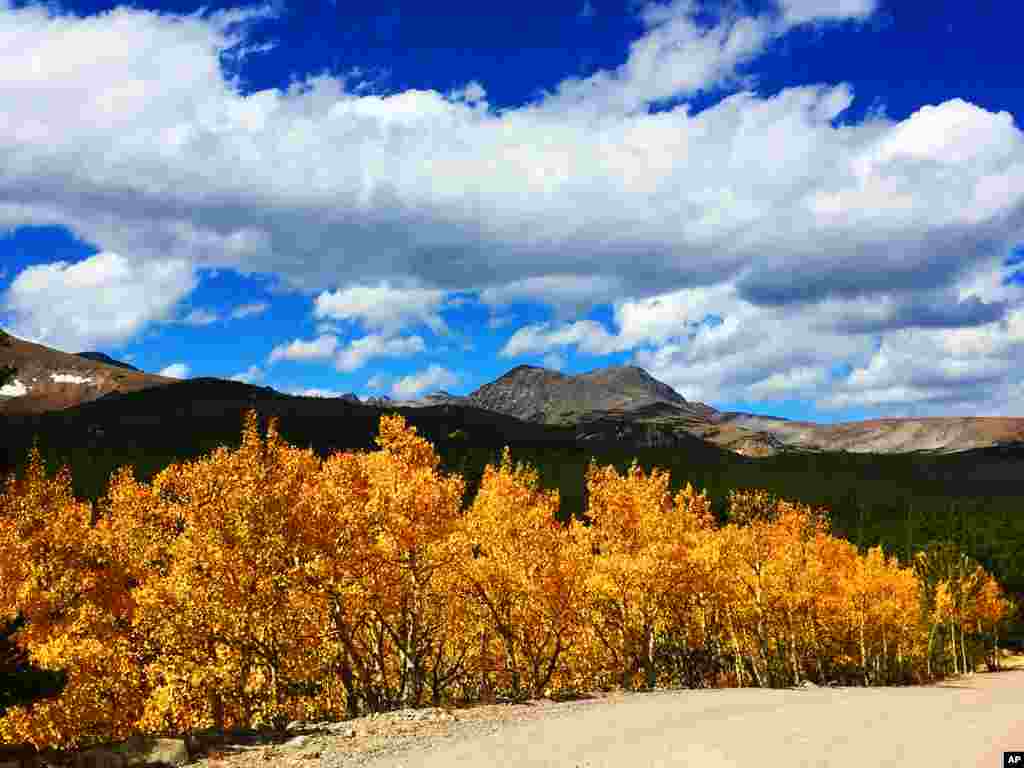 Bright yellow aspen leaves rustle in the breeze in the Colorado high country near Ward, Colorado.
