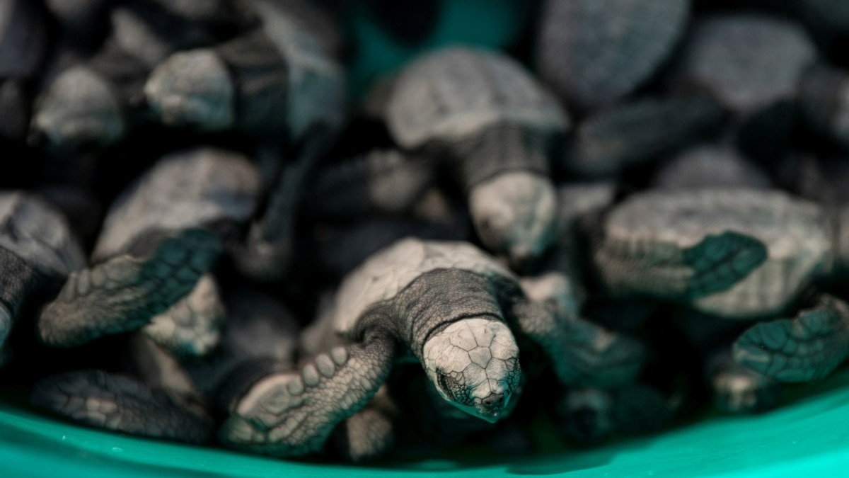 Former Sea Turtle Poachers Are now Protectors