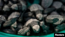 Baby olive ridley sea turtles are gathered in a basin minutes after being born at CURMA's hatchery in San Juan, La Union, Philippines, January 12, 2023. (REUTERS/Eloisa Lopez)
