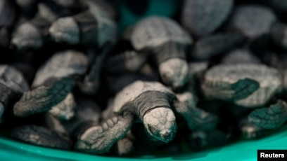 This Turtle Wants You to Never Use Straws Again