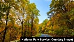 Pantone Color Institute's Color of the Year for 2017 is "greenery," which is well represented throughout nature in buds, grass blades and leaves.