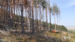 Elements, Human Activities Are Devastating Eastern European Forests