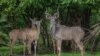 FILE - Kudus stand in a holding pen at Liwonde National Park in southern Malawi, Dec. 27, 2017.