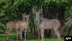 FILE - Kudus stand in a holding pen at Liwonde National Park in southern Malawi, Dec. 27, 2017.