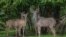 FILE - Kudus stand in a holding pen at Liwonde National Park in southern Malawi, Dec. 27, 2017.