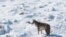 FILE - A coyote makes its way through the snow on a hillside north of Reno, Nev., Nov. 10, 2015. Conservationists are suing three U.S. agencies over an environmental review the government says satisfies requirements to resume killing wildlife in federally