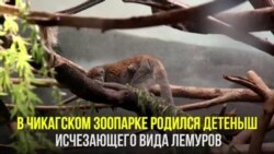Редкий лемур в зоопарке Чикаго