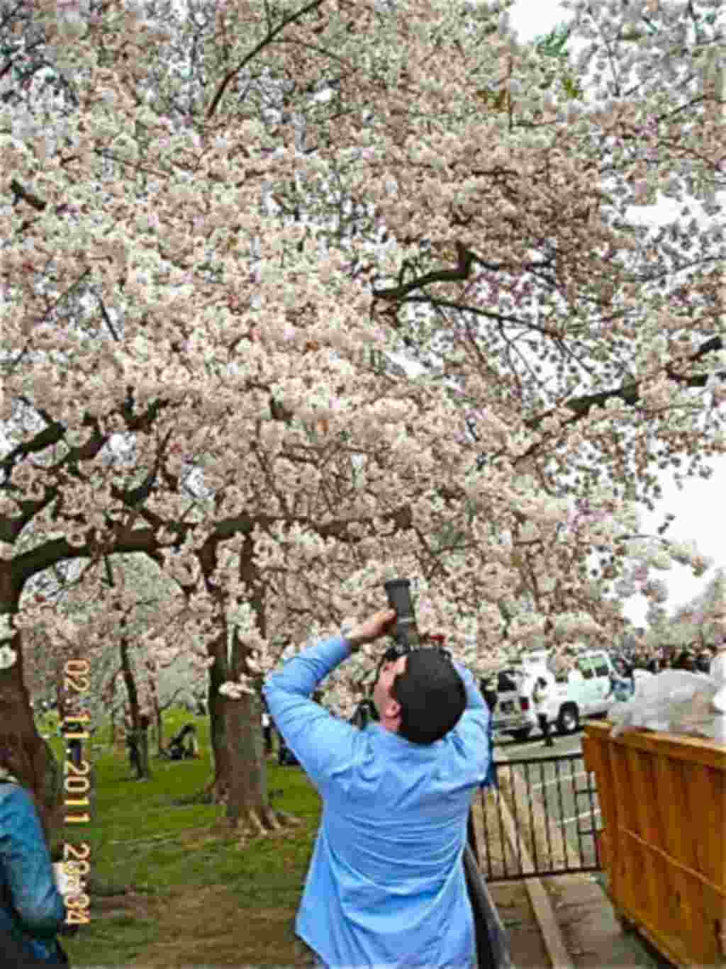 فستیوال شکوفه های گیلاس در واشنگتن ۲۰۱۱