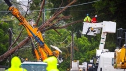 Petugas Energex membersihkan pohon tumbang setelah siklon tropis Alfred lewat di Brisbane pada 8 Maret 2025. (Foto: Patrick HAMILTON/AFP)