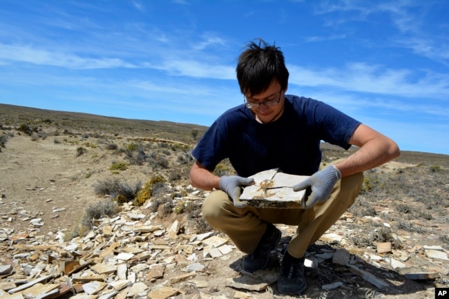 This image provided by Mariana Chuliver shows paleontologist Matías Motta at the fossil site "Estancia La Matilde" in Patagonia, Argentina showing an adult specimen of the fossil frog Notobatrachus degiustoi. (Mariana Chuliver via AP)