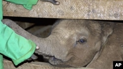 A caretaker attends to a five-month-old abandoned elephant named Nchan at the David Sheldrick Wildlife Trust headquarters and elephant orphanage in Kenya's capital, Nairobi, August 2009. (file photo)