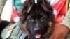 Turquía regala a México adorable cachorro tras muerte de perro rescatista en terremoto