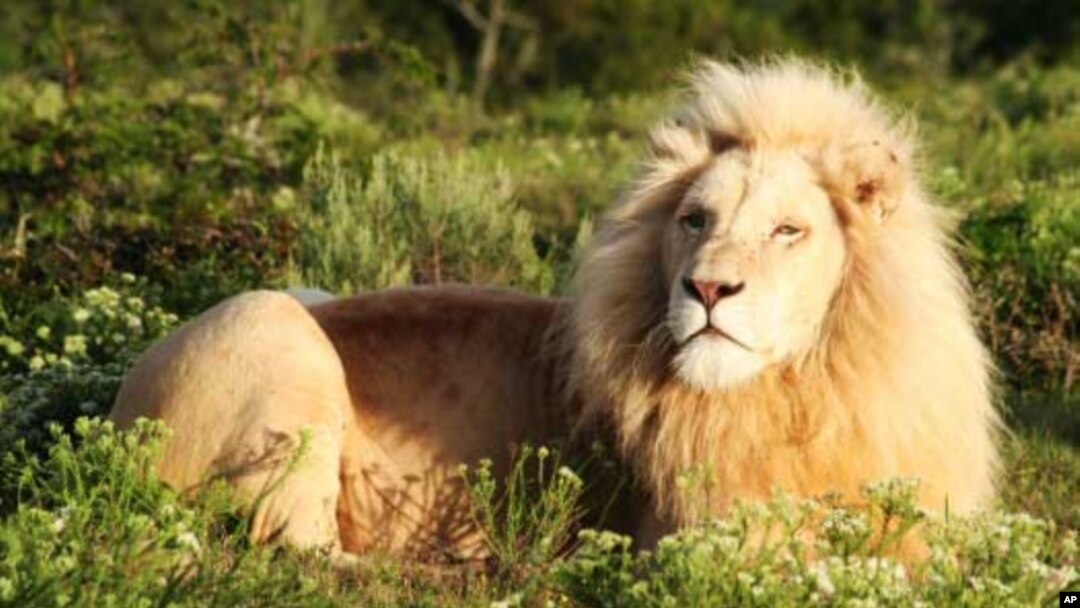 A male white lion resident on Pumba game park in South Africa’s Eastern Cape region