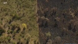 Les incendies dévastent une réserve naturelle de Bolivie
