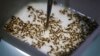 In this Feb. 1, 2016 photo, a technician from the British biotec company Oxitec, inspects the pupae of genetically modified Aedes aegypti mosquitoes, a vector for transmitting the Zika virus, in Campinas, Brazil. 