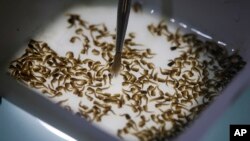 In this Feb. 1, 2016 photo, a technician from the British biotec company Oxitec, inspects the pupae of genetically modified Aedes aegypti mosquitoes, a vector for transmitting the Zika virus, in Campinas, Brazil. 