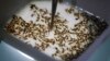 Infected Mosquitoes Enlisted to Stop Zika, Other Diseases