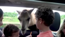 بچے جانوروں کو اور جانور بچوں کو دیکھ کر خوش