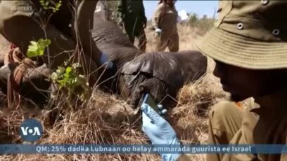 Kenya oo 50 maroodi ka rartay keynta Mwea
