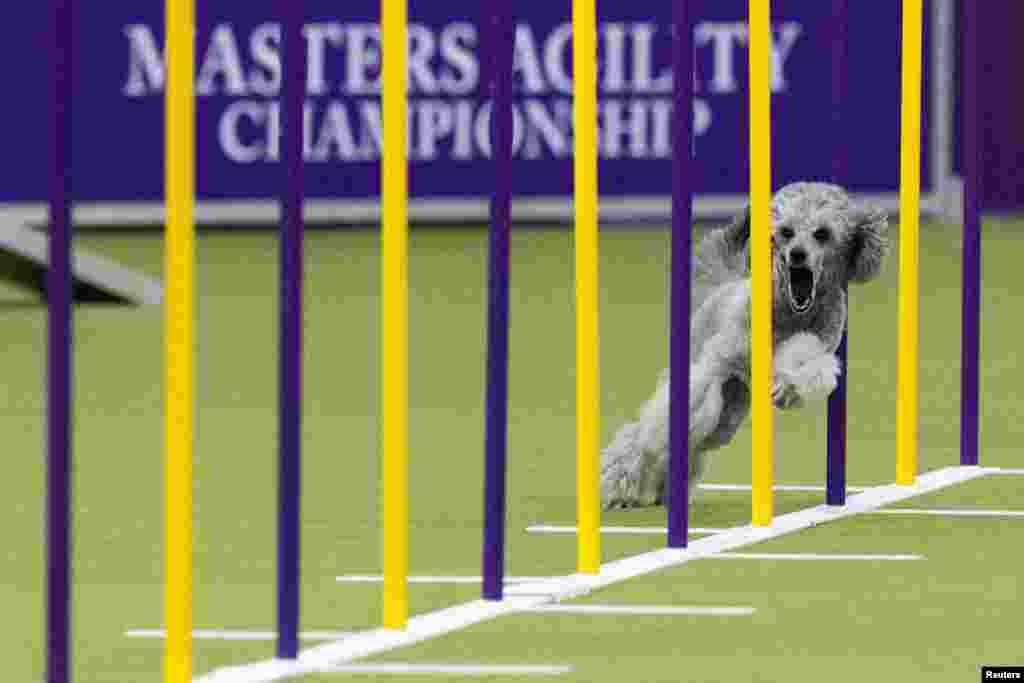 Shelby, a Poodle, competes during the the Masters Agility Championship ahead of the 149th Annual Westminster Kennel Club Dog Show at the Jacob Javits Convention Center in New York City, Feb. 8, 2025. 