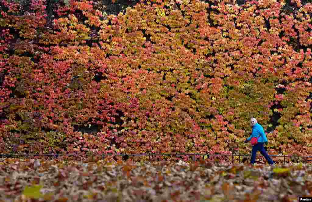 A pedestrian walks past autumn foliage covering a wall in central London.