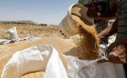 FILE - A farmer pours a bucket of wheat kernels into a sack during the harvest season, in a field in the countryside of al-Kaswa, south of Syria's capital Damascus, June 18, 2020.