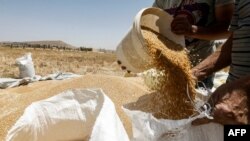 FILE - A farmer pours a bucket of wheat kernels into a sack during the harvest season, in a field in the countryside of al-Kaswa, south of Syria's capital Damascus, June 18, 2020. 