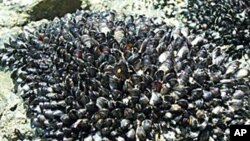 Mussels, like these on Onetangi Beach in New Zealand, have inspired an international team of scientists to design an artificial, self-healing gel that lends itself to underwater applications.