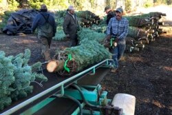 FILE - Workers — most of them from Mexico — load Christmas trees onto a truck at Hupp Farms in Silverton, Oregon, Dec. 5, 2019.