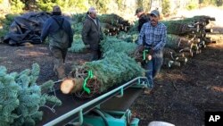 FILE - Workers — most of them from Mexico — load Christmas trees onto a truck at Hupp Farms in Silverton, Oregon, Dec. 5, 2019.