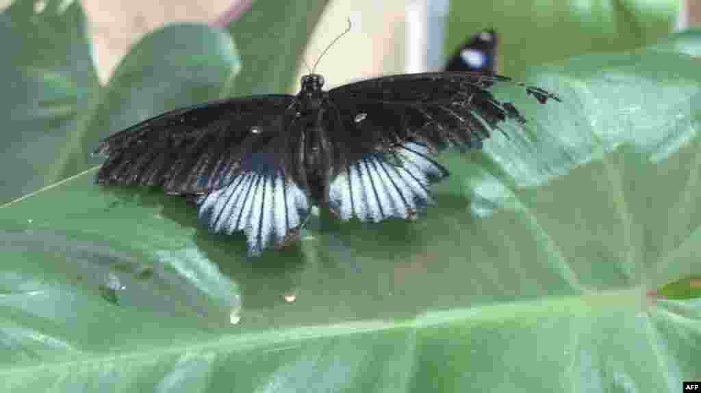 Amerikan Doğa Tarihi Müzesi: Kelebekler