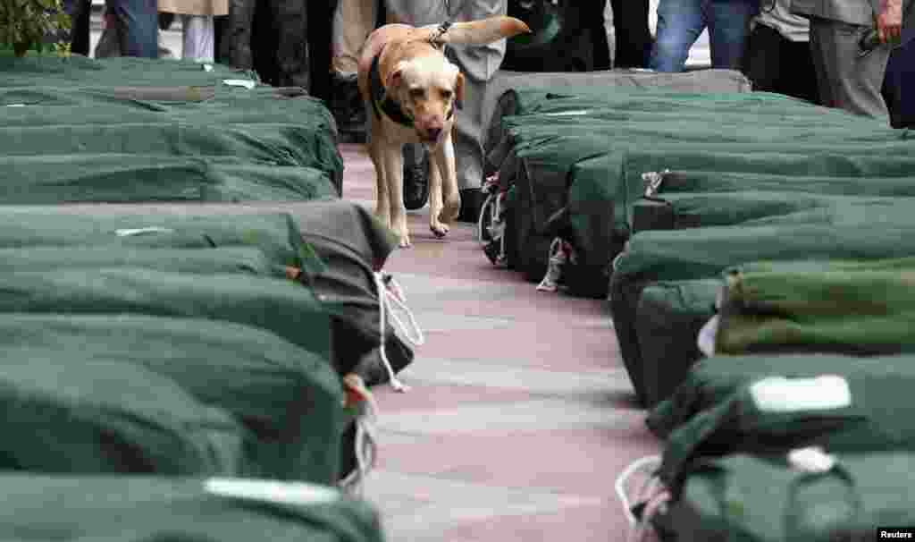 A sniffer dog inspects bags containing budget papers inside Parliament premises, New Delhi, India, July 5, 2019.