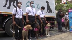 Թաիլանդում Քովիդ 19-ի հայտնաբերման համար կօգտագործվեն շներ