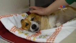 SHORT VIDEO: Տնային կենդանիների խնամքը Ճապոնիայում