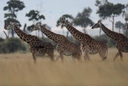 FILE - Giraffes are seen in Masai Mara National Reserve, Kenya, Aug. 3, 2019.