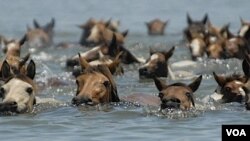 Los criadores de los potros los hacen cruzar el canal en julio, cuando el agua se encuentra en su nivel más bajo.