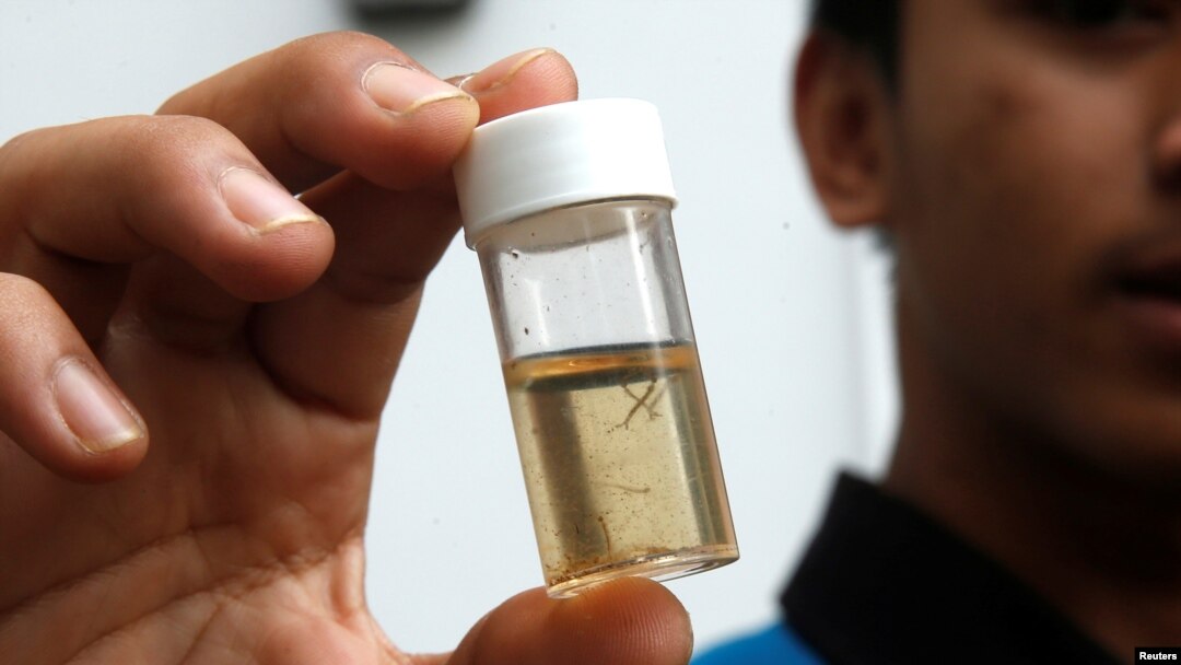 Tim kesehatan memperlihatkan tabung berisi larva nyamuk yang mereka kumpulkan selama inspeksi Zika di Singapura, 5 September 2016 (Foto: dok).