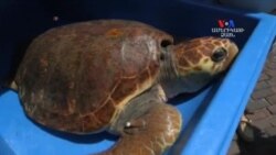 SHORT VIDEO: Կրիան տեղափոխվում է առողջարան