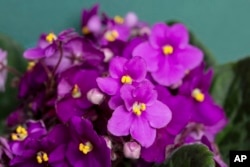 This undated image provided by the National Garden Bureau shows a Daisy Zanzibar African violet plant. The NGB has named 2024 as the Year of the African Violet. (National Garden Bureau via AP)