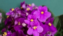 Quiz - Garden Group Names 2024 ‘Year of African Violet’