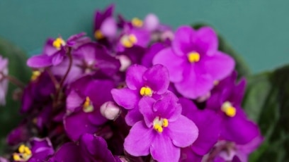 Quiz - Garden Group Names 2024 ‘Year of African Violet’