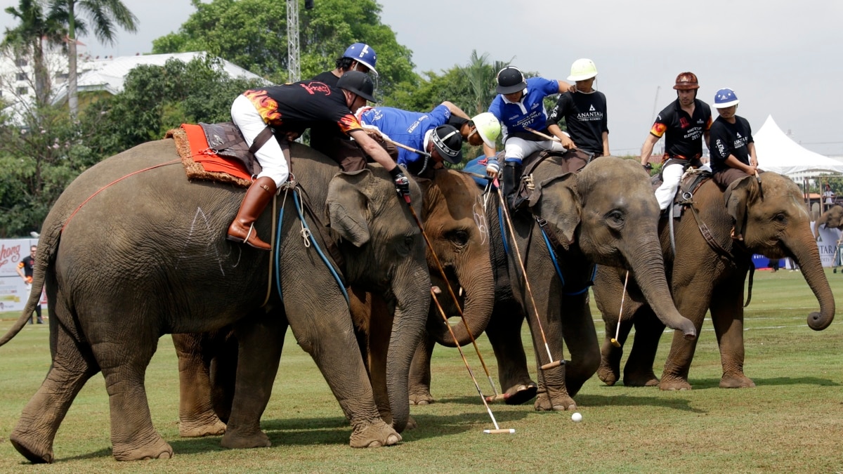 Polo elephant hotsell