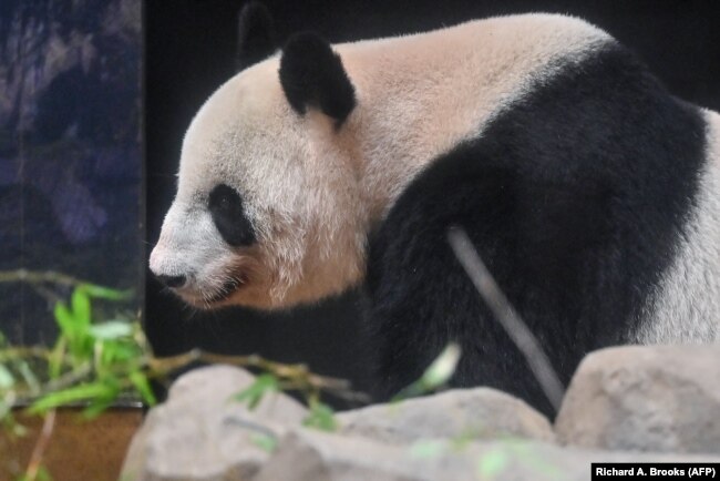 Shin Shin bersantai di kandangnya di Kebun Binatang Ueno, Tokyo, 28 September 2024. (Foto: Richard A. Brooks/AFP)