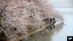 El Tidal Basin, la laguna rodeada de cerezos en Washington D.C., en el área del Monumento a Thomas Jefferson está bajo la responsabilidad del Servicio Nacional de Parques.