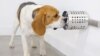 在佛罗里达州迈阿卡市的BioScent，一只狗正在接受训练，学习鉴别金属罐内与新冠病毒有关的气味。(照片由 BioScent提供)