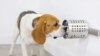 This dog is training to identify the scent associated with COVID-19 in canisters at BioScent in Myakka City, Florida. (Courtesy of BioScent)