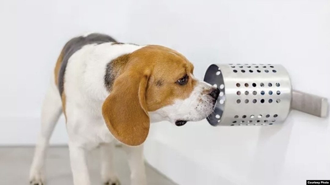 Beagle sales sniffer dogs